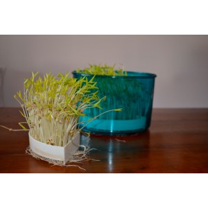 Bundle: germoglio + essicco