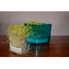 Bundle: germoglio + essicco