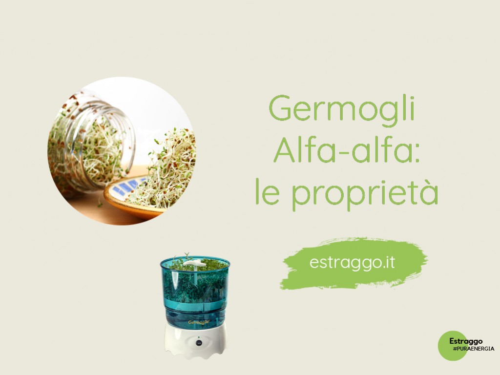 Conosci i germogli di Alfa Alfa? Scopri qui le proprietà