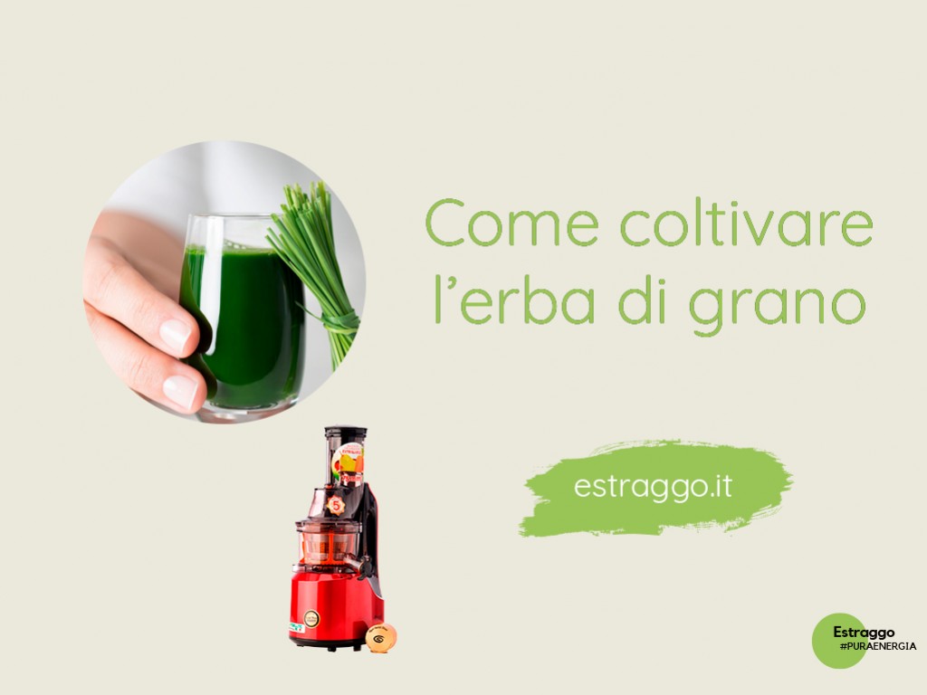 Come coltivare l'erba di grano a casa propria e in piena sicurezza