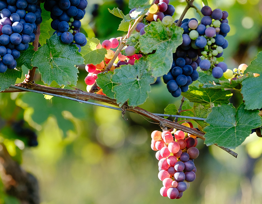 Frutta di stagione settembre