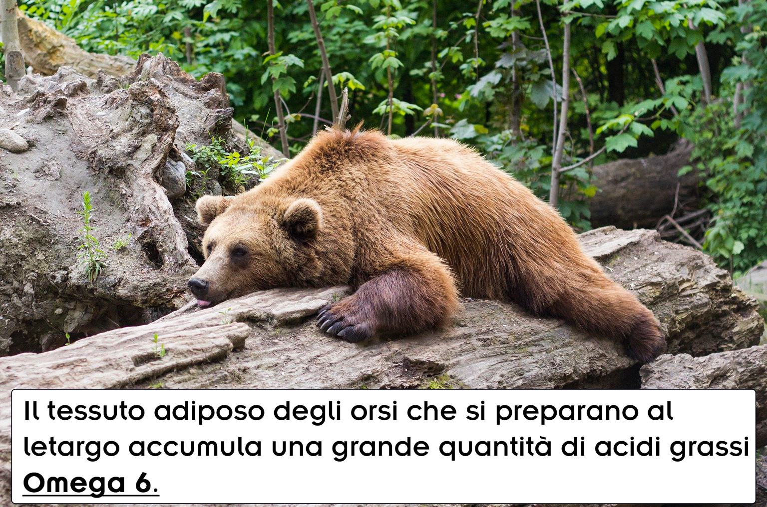 orso