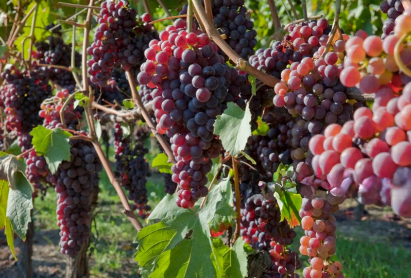 Il Potere dell'uva: scopri le proprietà e i benefici di questo frutto
